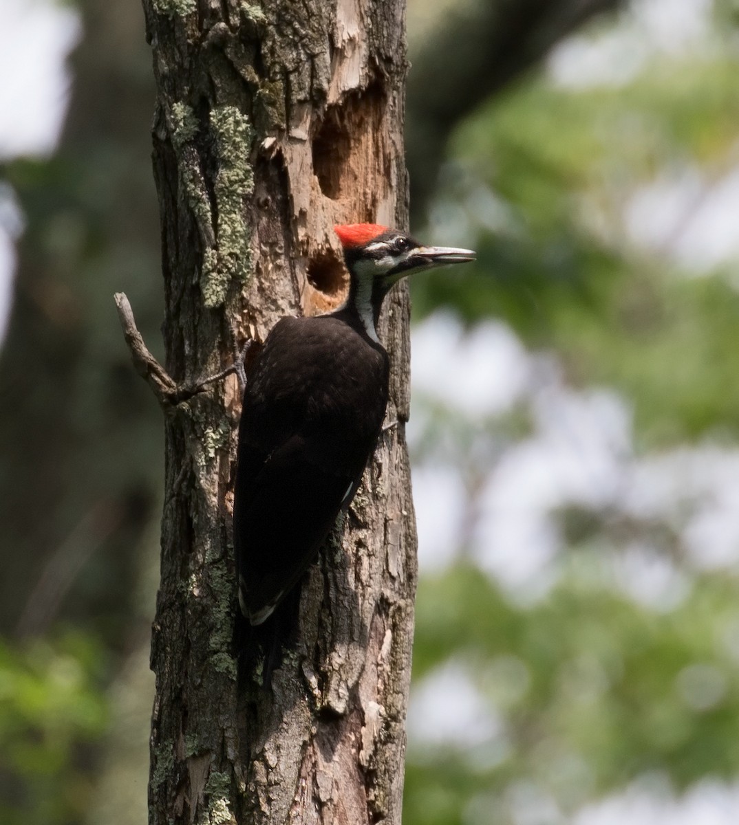 Pileated Woodpecker - ML106054151