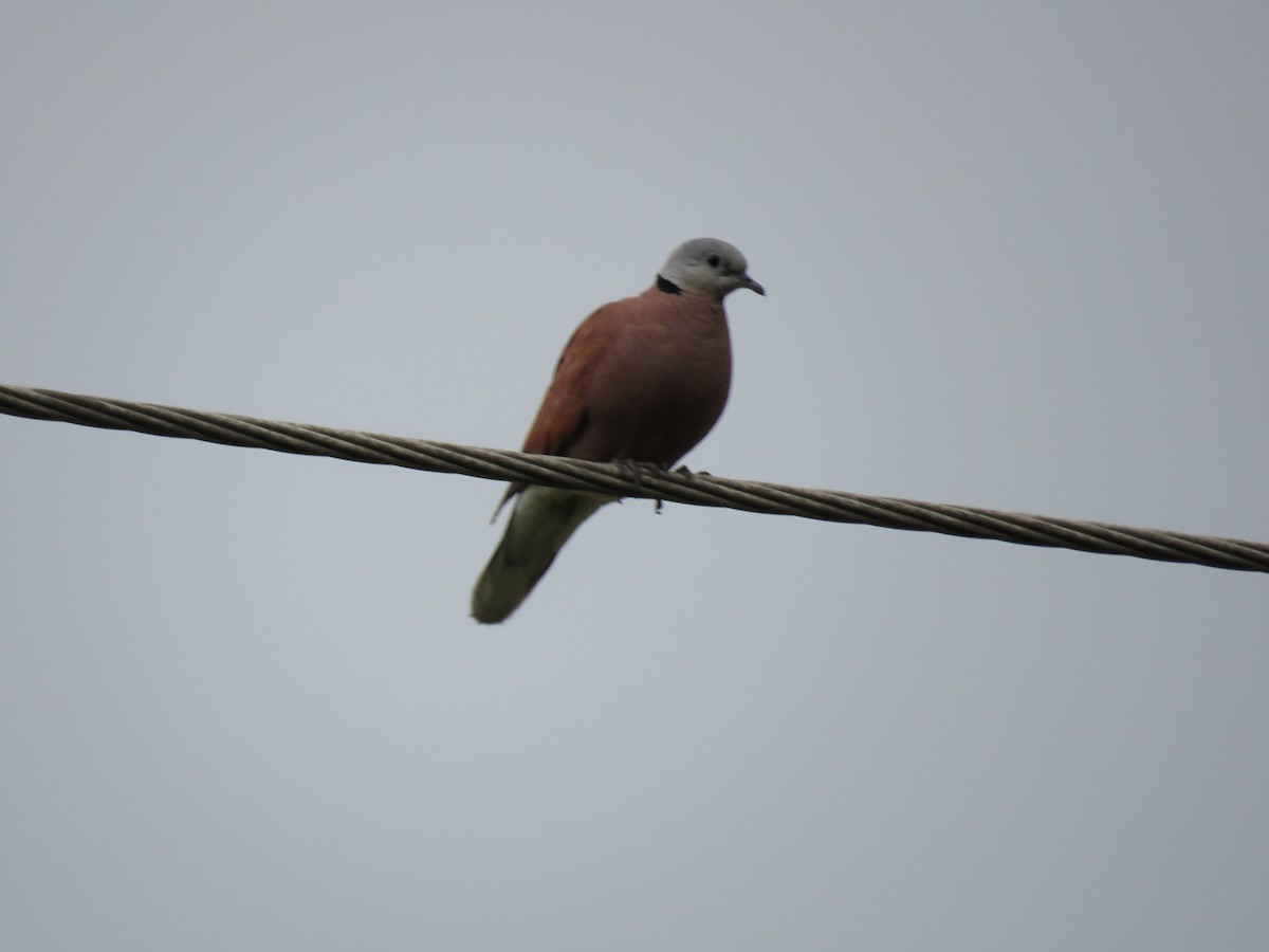 Red Collared-Dove - ML106055861