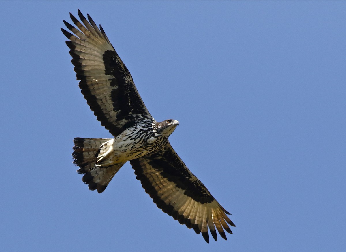 African Hawk-Eagle - Don Roberson