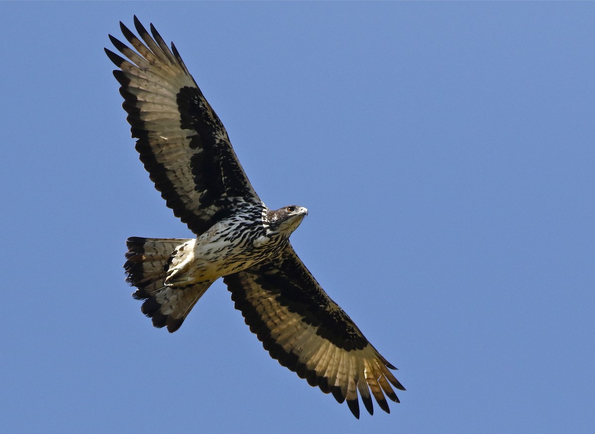 モモジロクマタカ Ebird