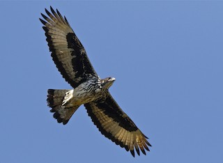 African Hawk Eagle Aquila Spilogaster Birds Of The World