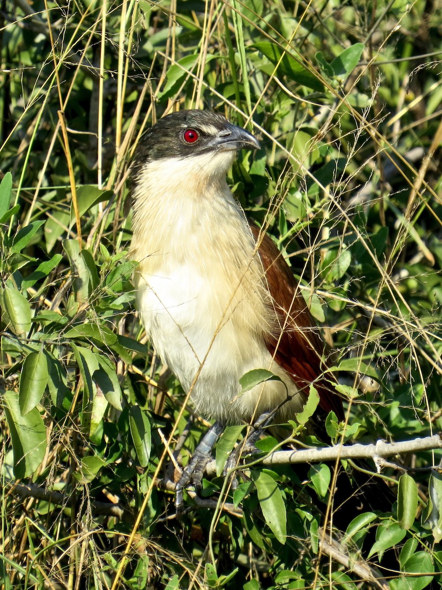 White-browed Coucal (Burchell's) - Kenneth Weaver
