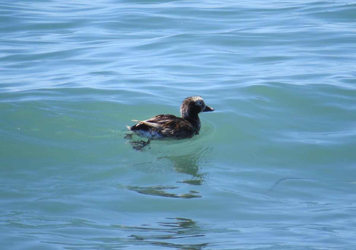 Long-tailed Duck - ML106068541