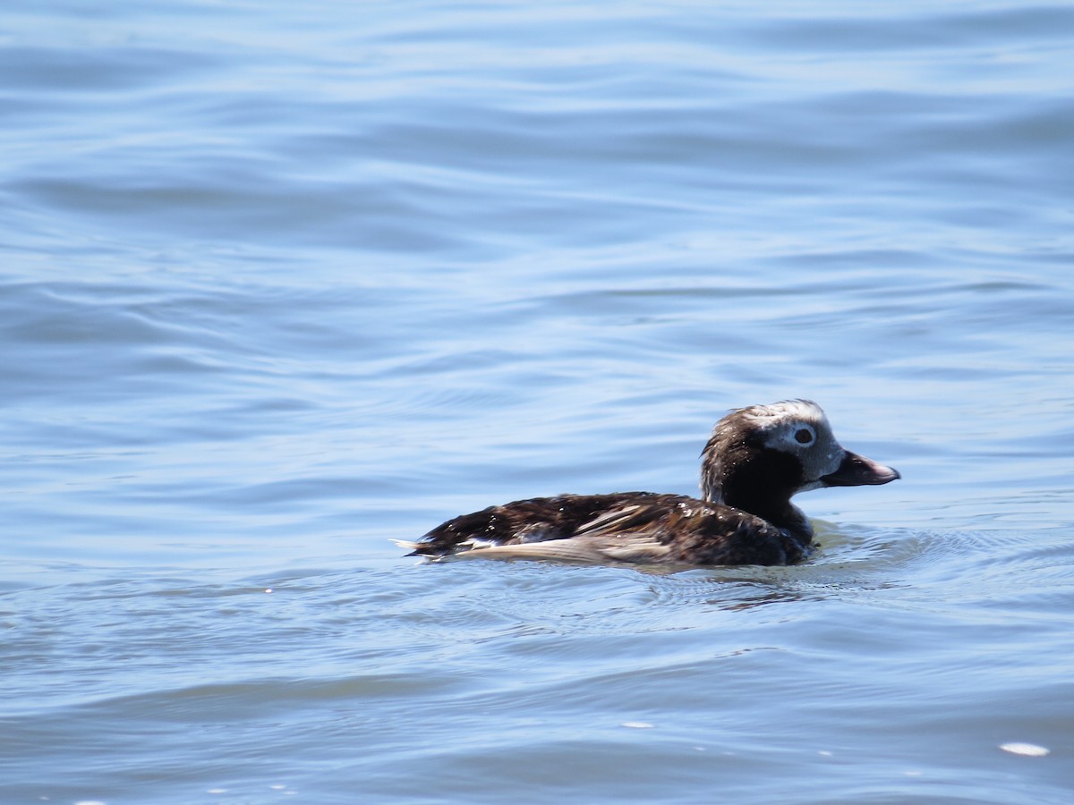 Long-tailed Duck - ML106068551