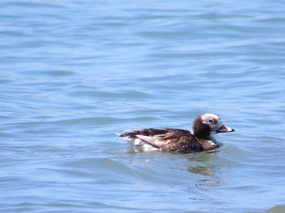 Long-tailed Duck - ML106068561