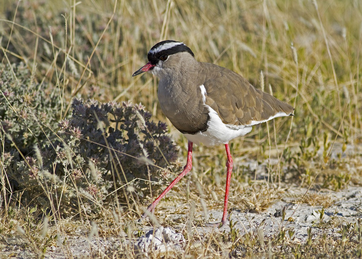Crowned Lapwing - Stephen Murray