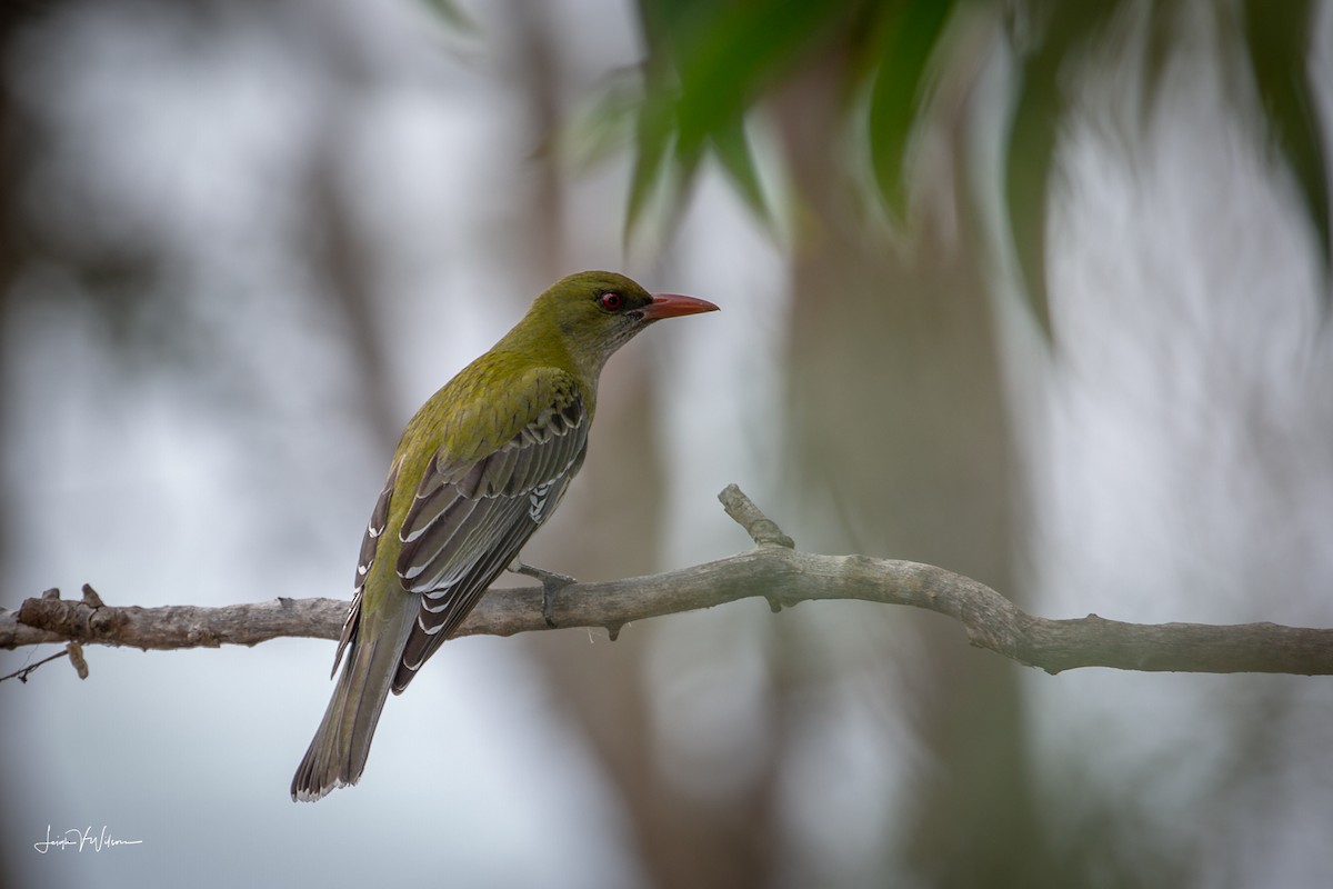Olive-backed Oriole - Leigh Wilson