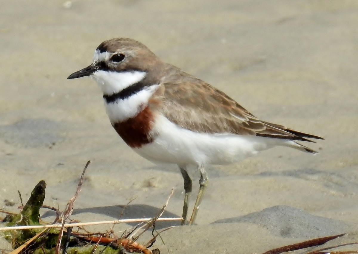 Double-banded Plover - ML106074481