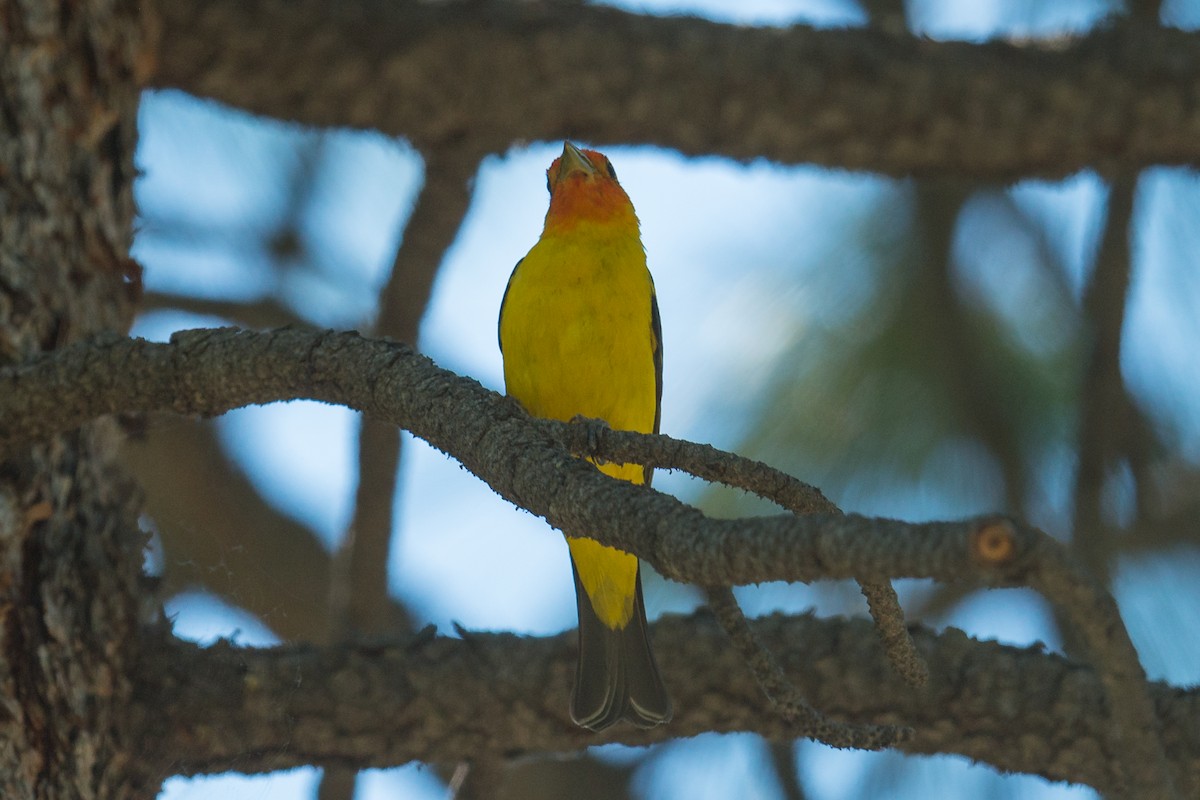 Western Tanager - ML106082311