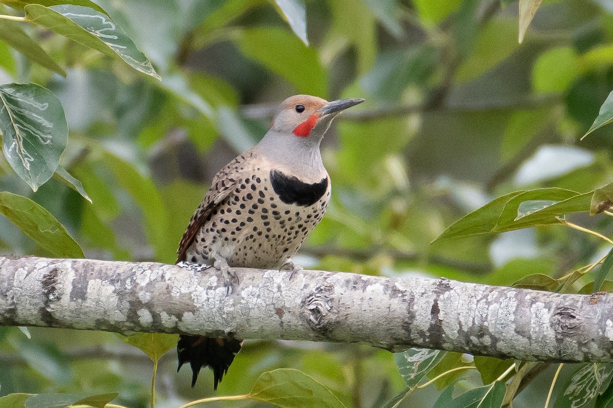 Northern Flicker (Yellow-shafted x Red-shafted) - ML106082741