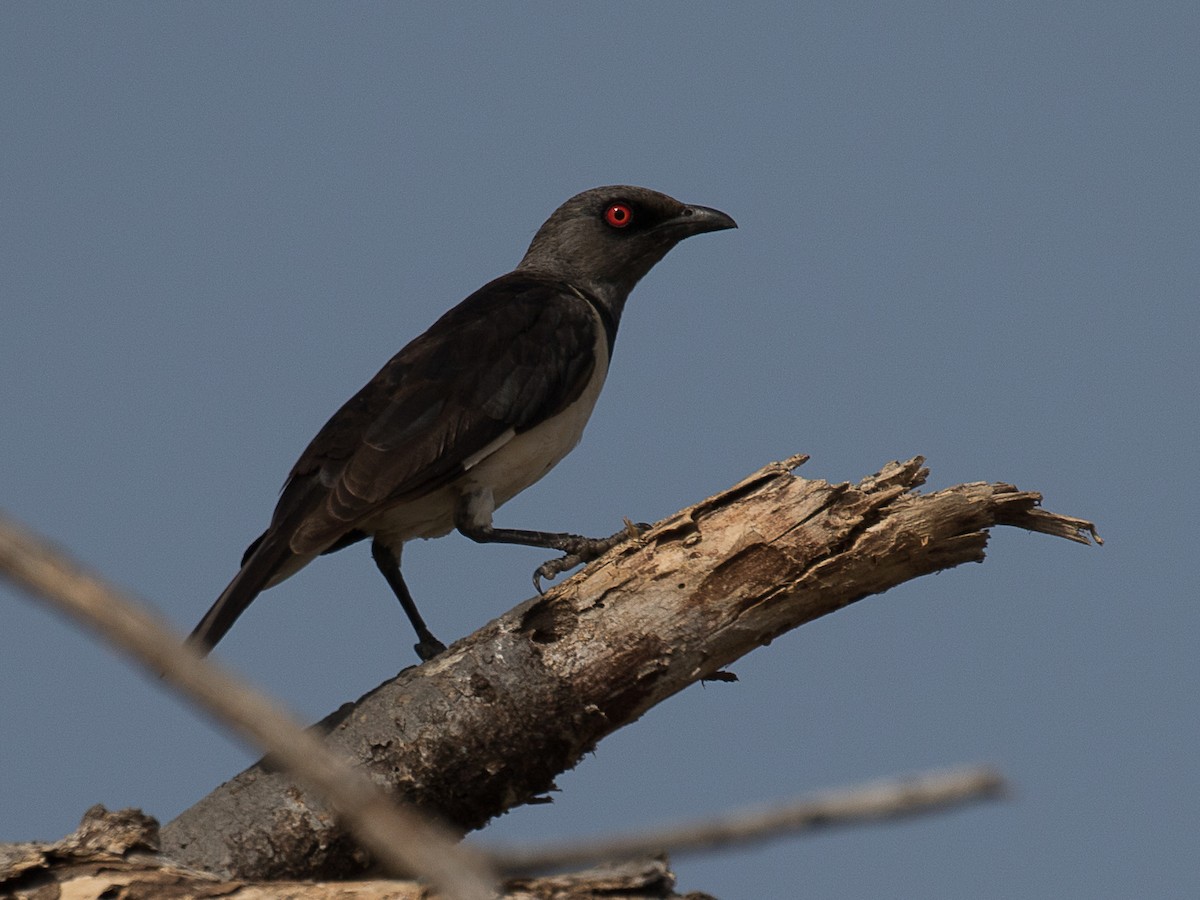Magpie Starling - ML106082981