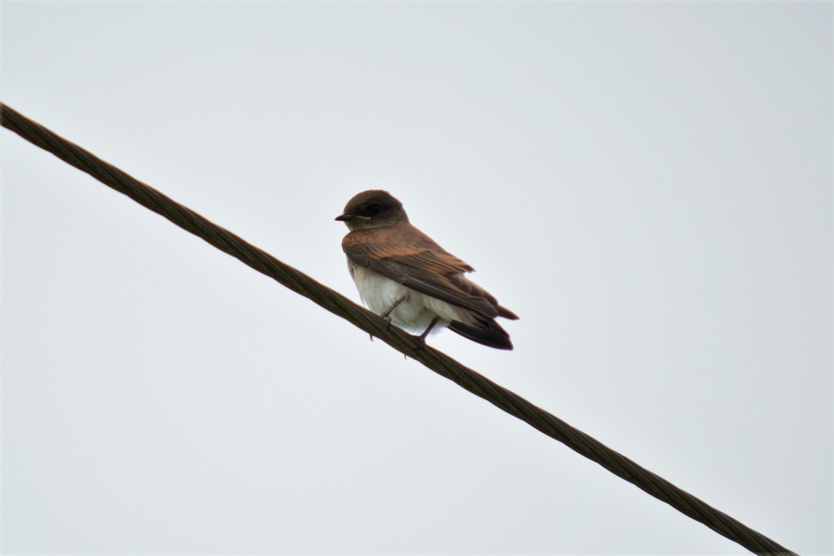 Northern Rough-winged Swallow - Andrew Lydeard