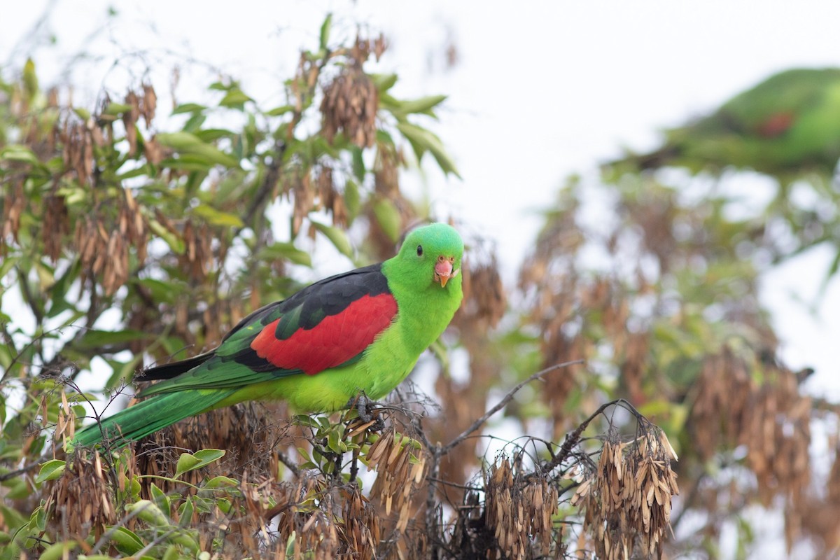 Red-winged Parrot - Richard and Margaret Alcorn