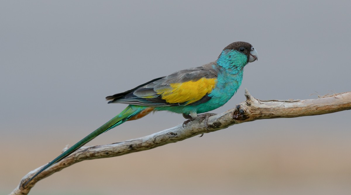 Hooded Parrot - Barry Deacon