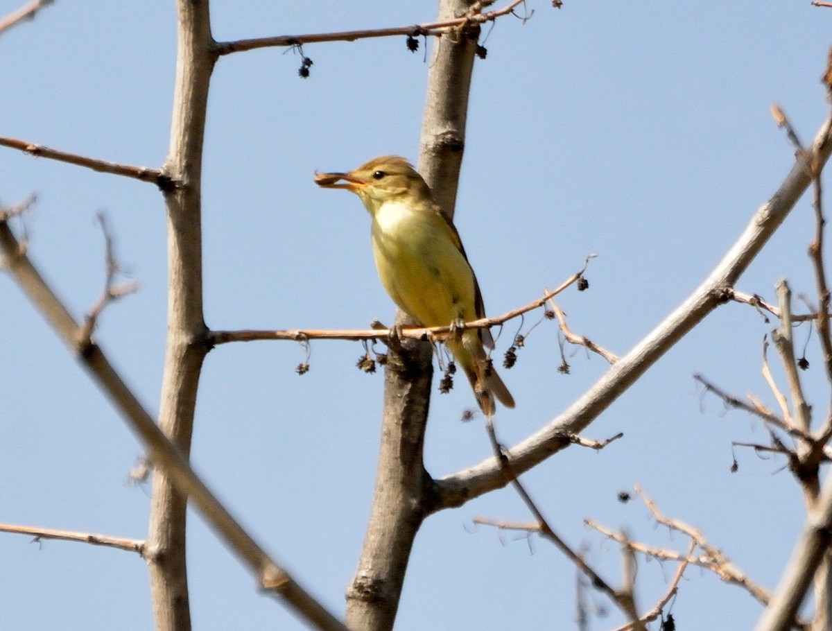Melodious Warbler - ML106087991