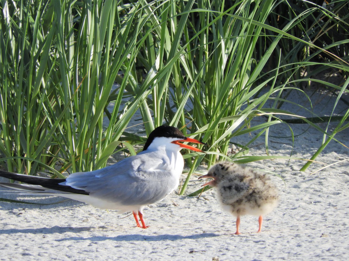 Common Tern - John Gaglione