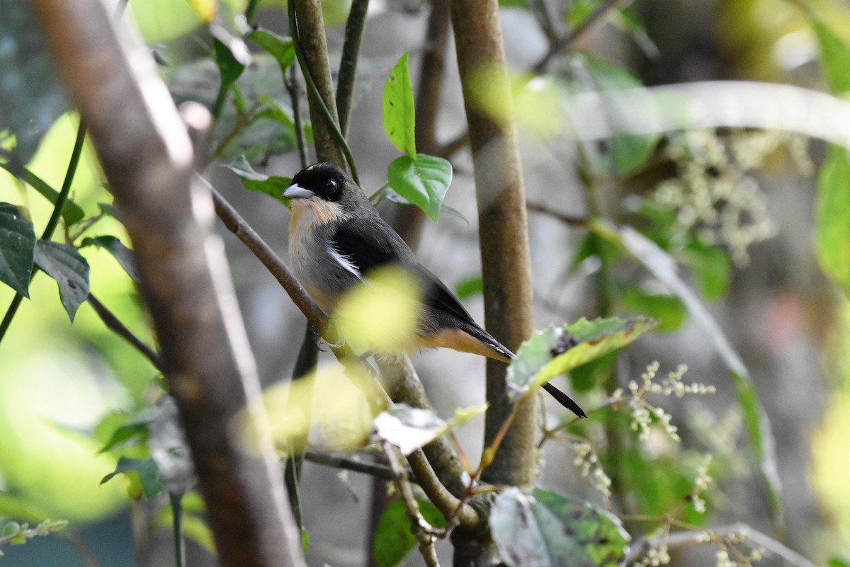 Black-goggled Tanager - ML106090131