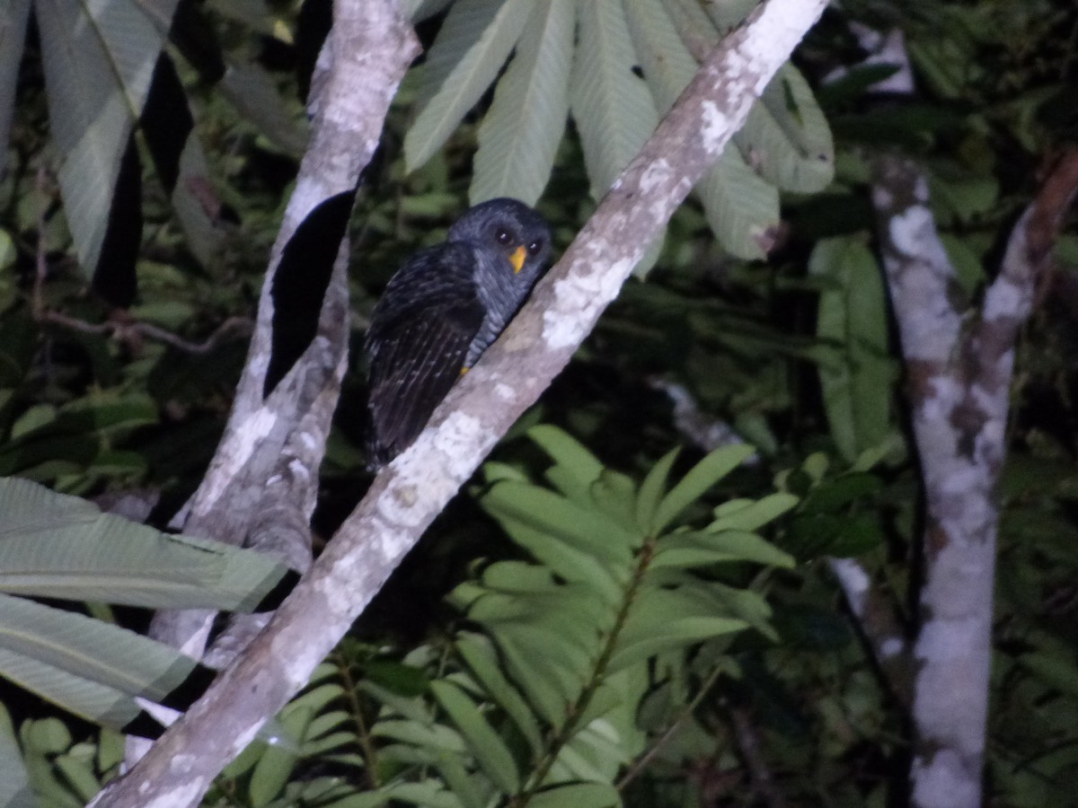 Black-banded Owl - Bill Crins