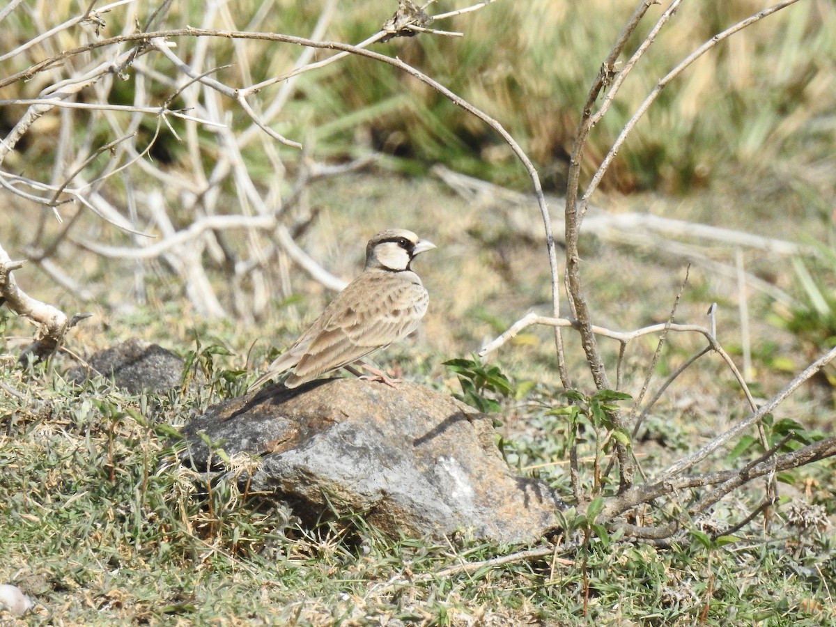 Ashy-crowned Sparrow-Lark - ML106090871