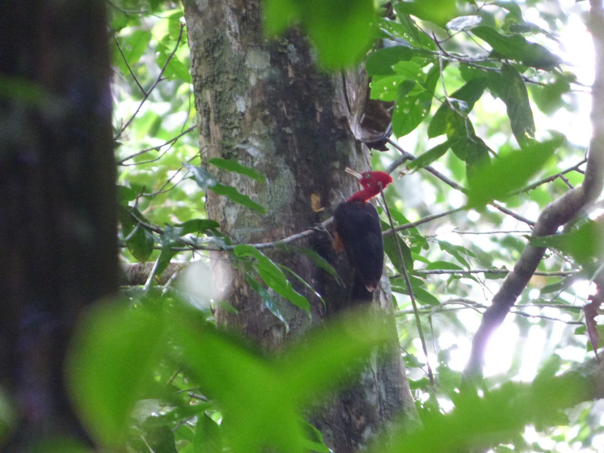 Red-necked Woodpecker - Bill Crins