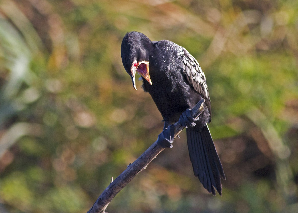 Long-tailed Cormorant - Stephen Murray