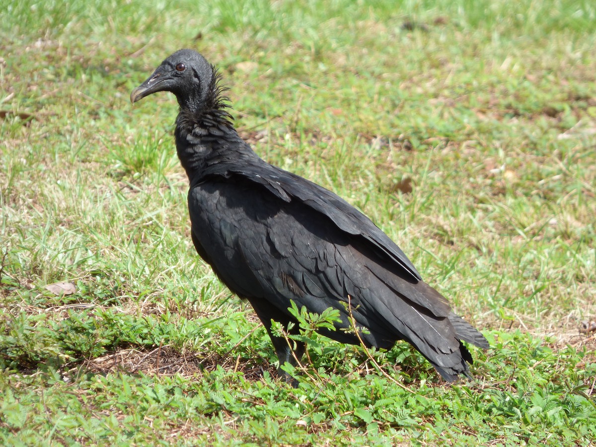 Black Vulture - ML106091691