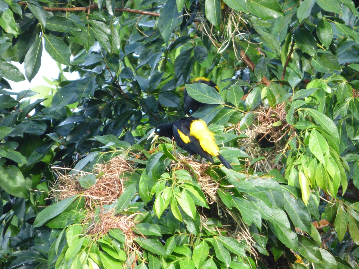 Yellow-rumped Cacique - ML106092011