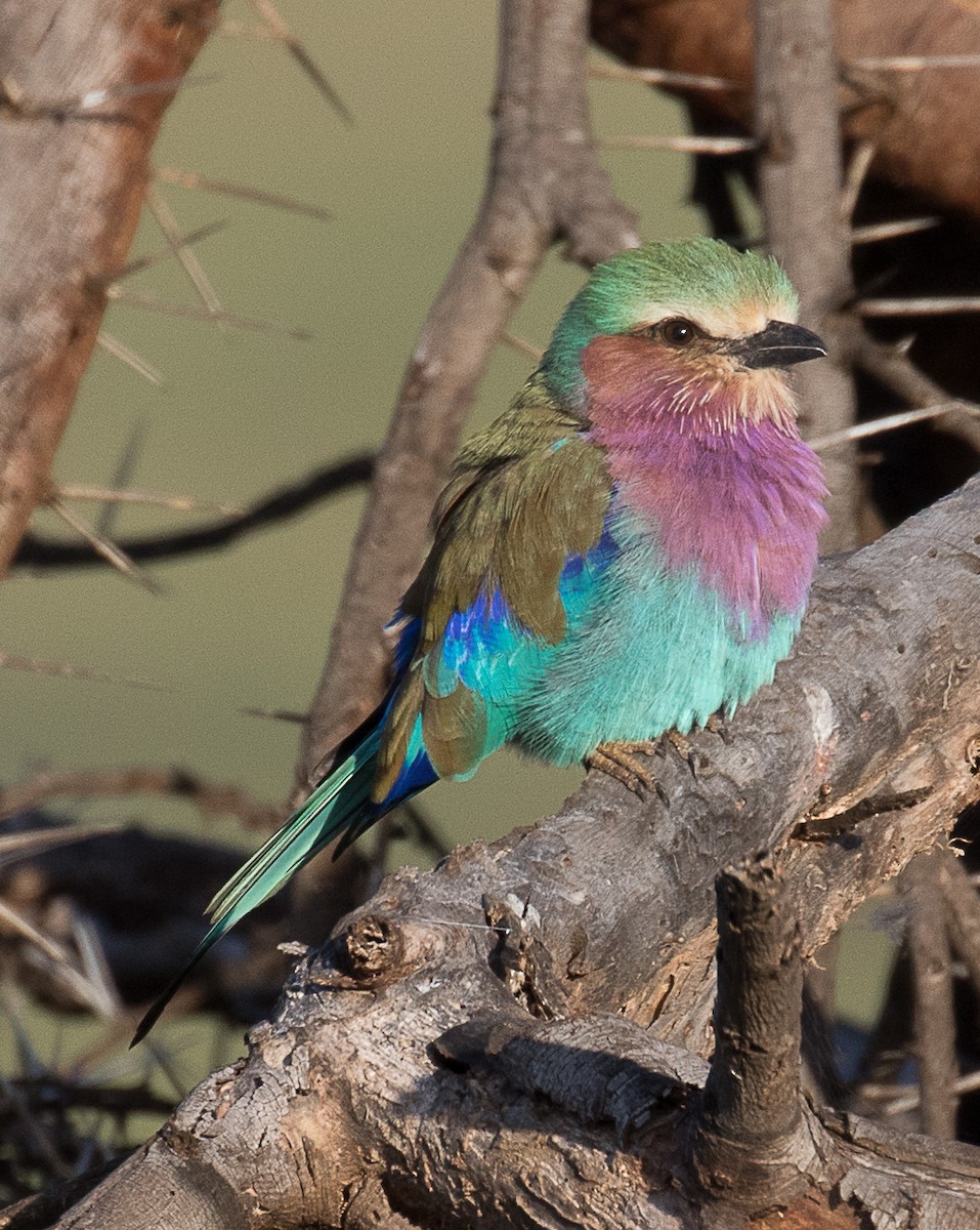 Lilac-breasted Roller - ML106094101