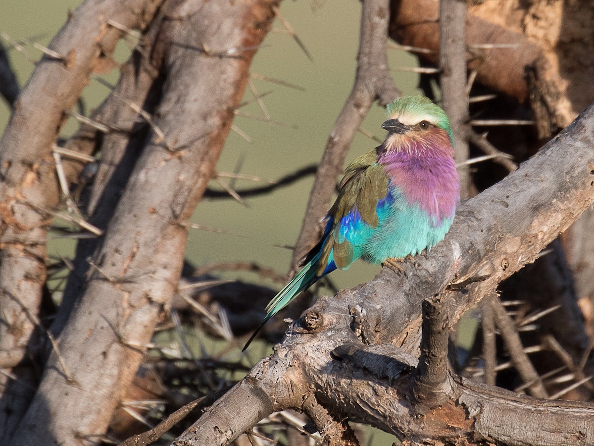 Lilac-breasted Roller - ML106094121