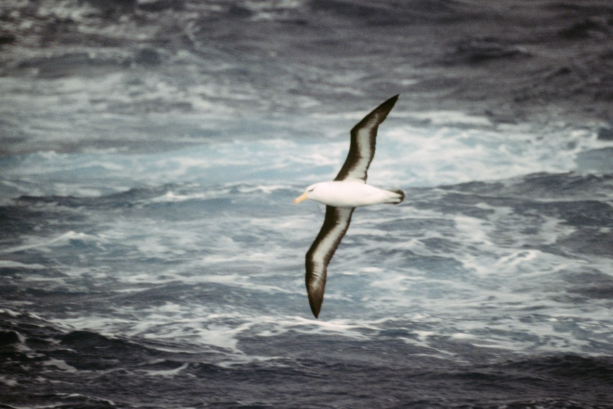 Black-browed Albatross - Edward  Brinkley