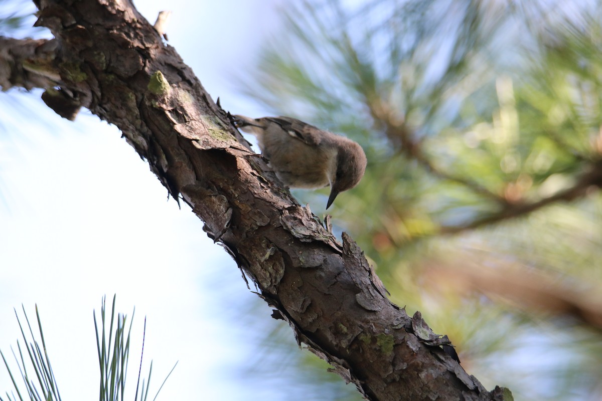 Brown-headed Nuthatch - ML106096651