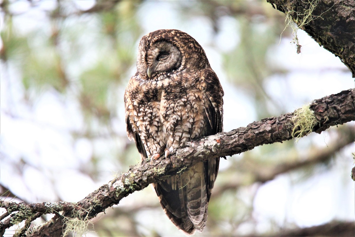 Himalayan Owl - 尤 俊華