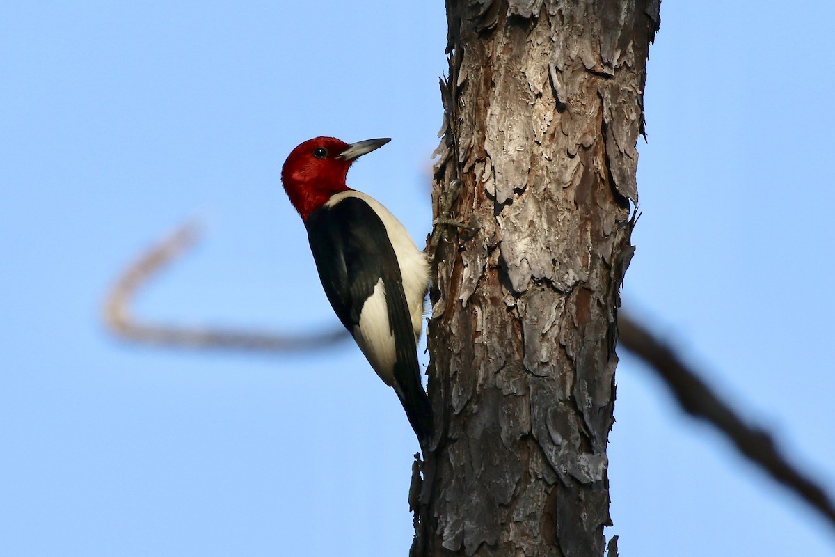 Red-headed Woodpecker - ML106099621