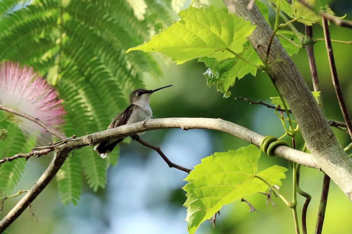 Ruby-throated Hummingbird - Colin Sumrall