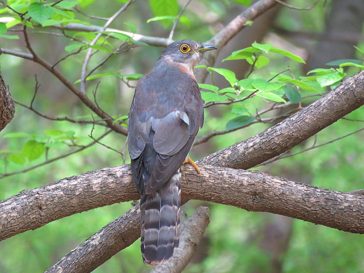 Common Hawk-Cuckoo - Ritvik Singh