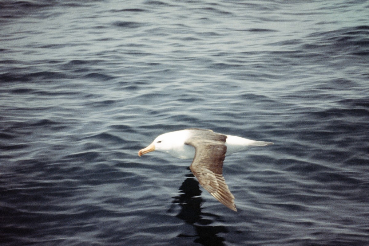 Black-browed Albatross - Edward  Brinkley