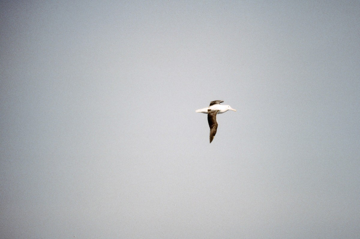 Snowy/Tristan/Antipodean Albatross - Edward  Brinkley