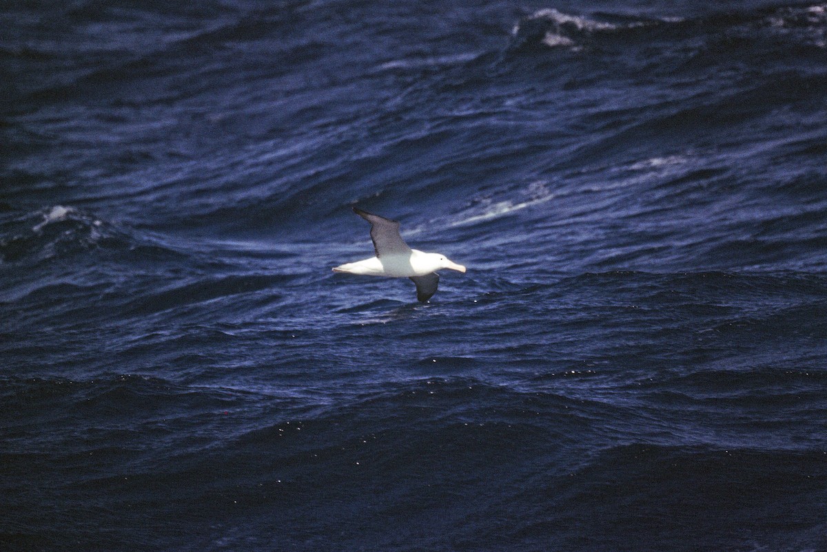 Snowy/Tristan/Antipodean Albatross - Edward  Brinkley