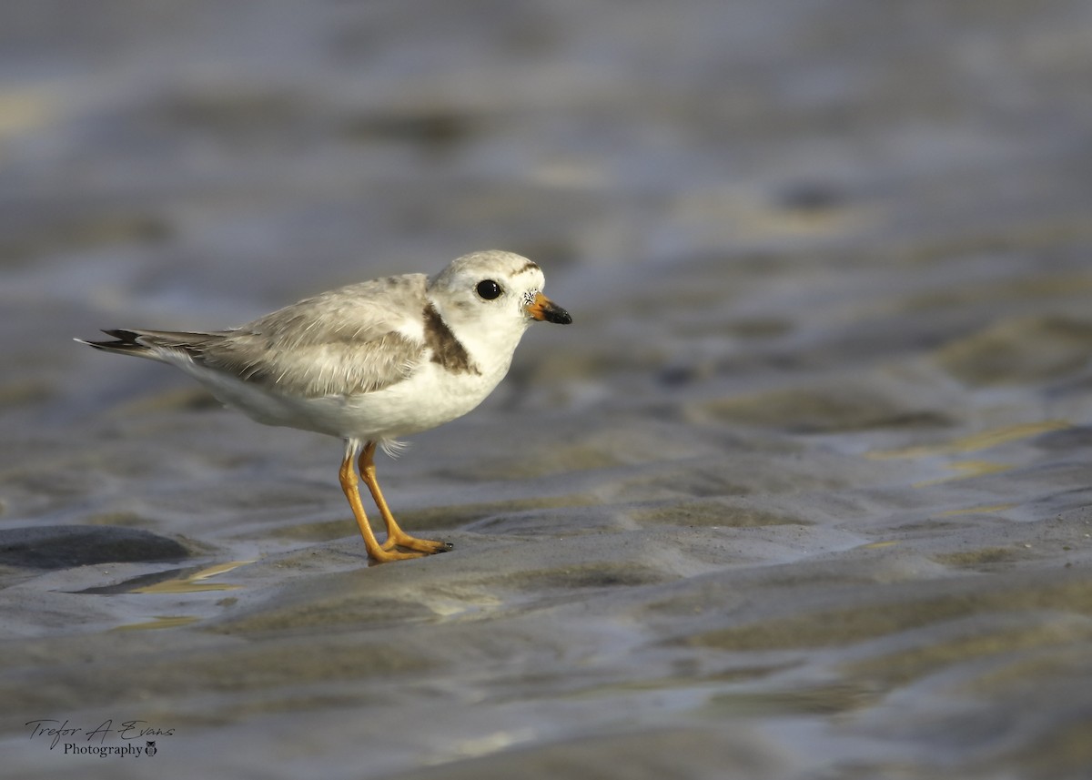 Piping Plover - ML106112511