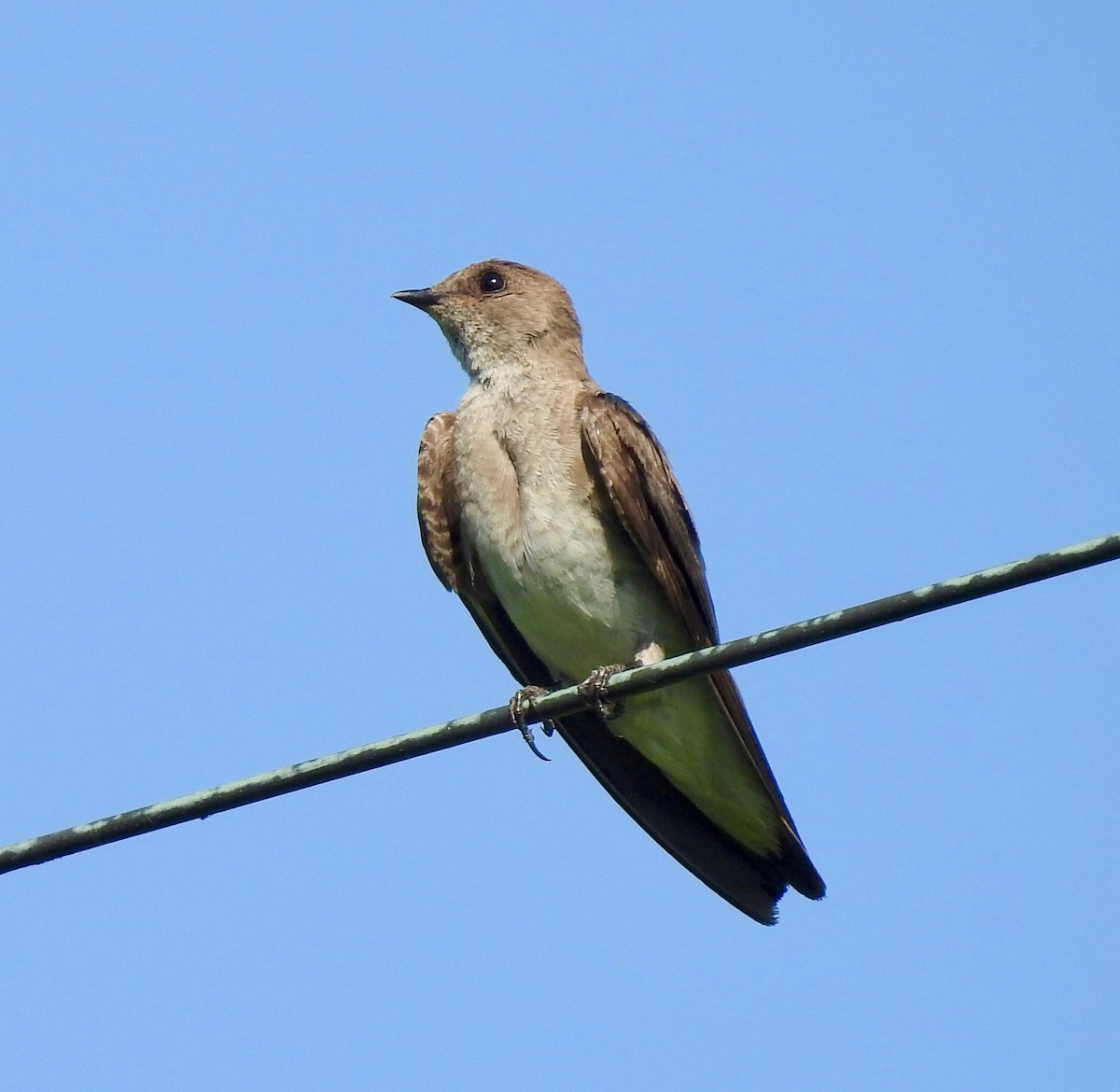 Northern Rough-winged Swallow - Van Remsen