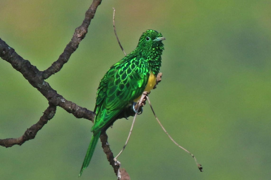African Emerald Cuckoo - ML106114831