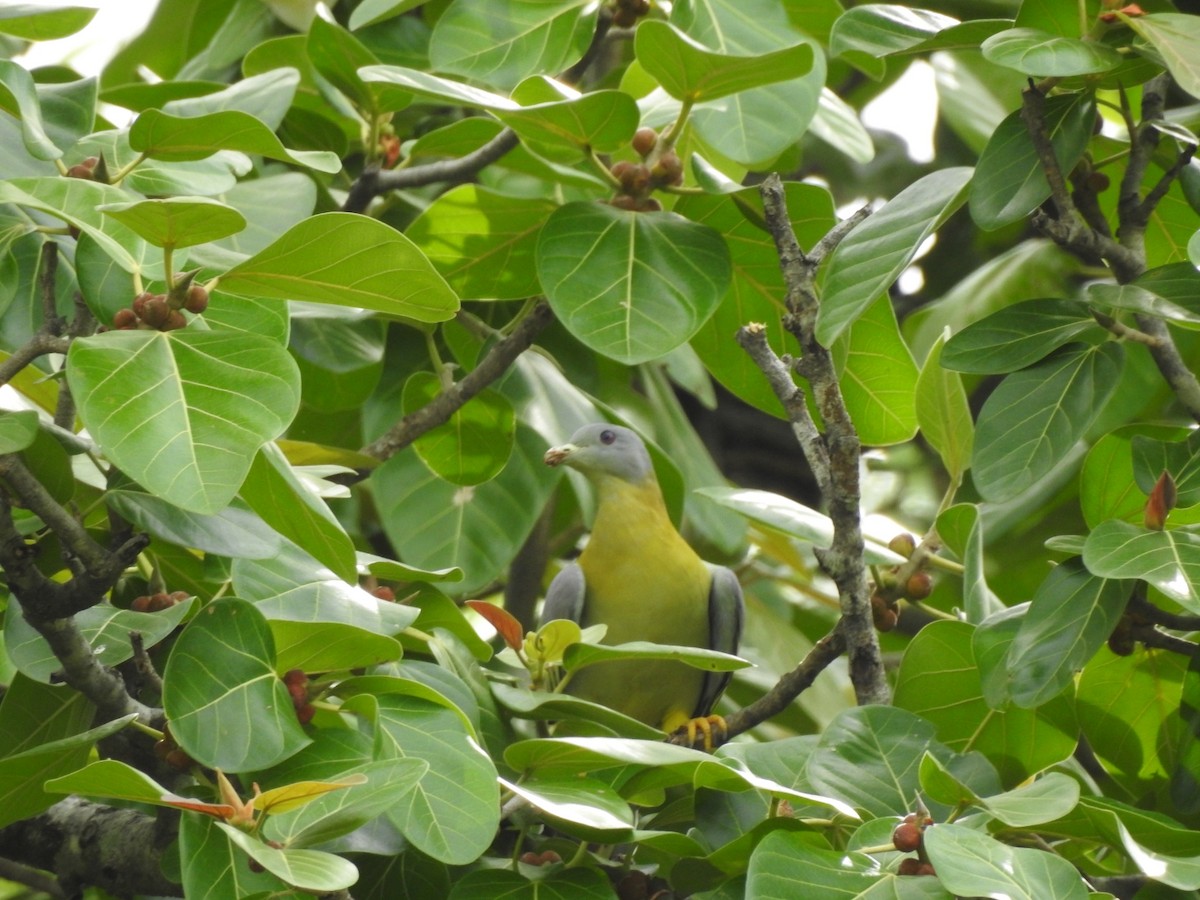 Yellow-footed Green-Pigeon - Prashant Nikam Patil