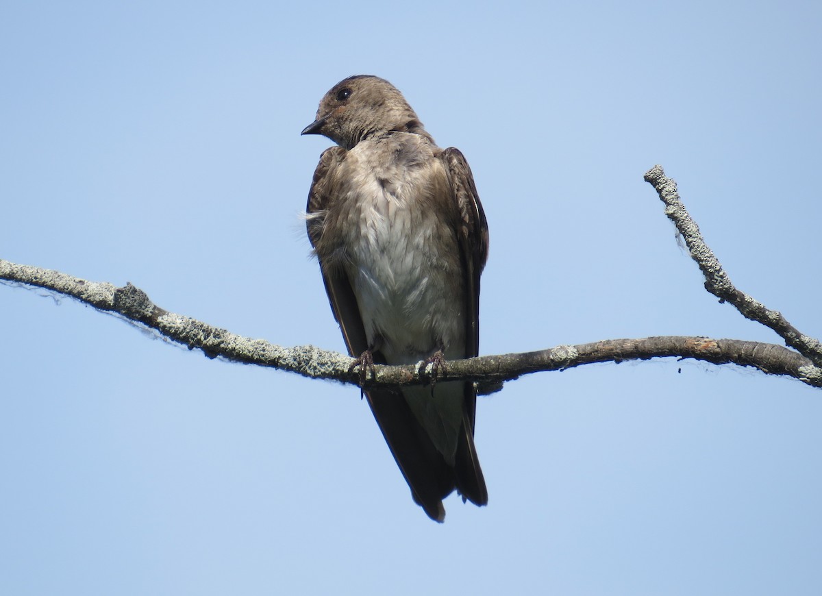 Northern Rough-winged Swallow - Lindsey Duval