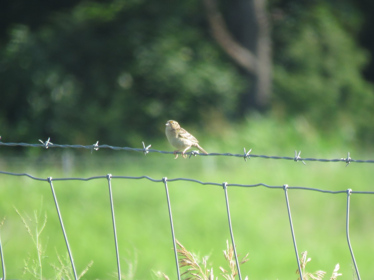Grasshopper Sparrow - ML106116341