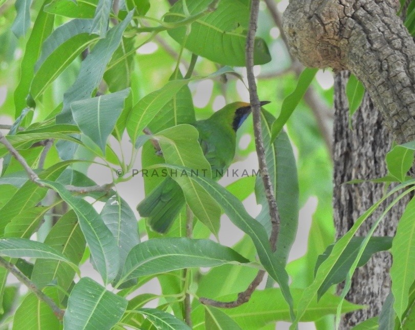 Golden-fronted Leafbird - Prashant Nikam Patil