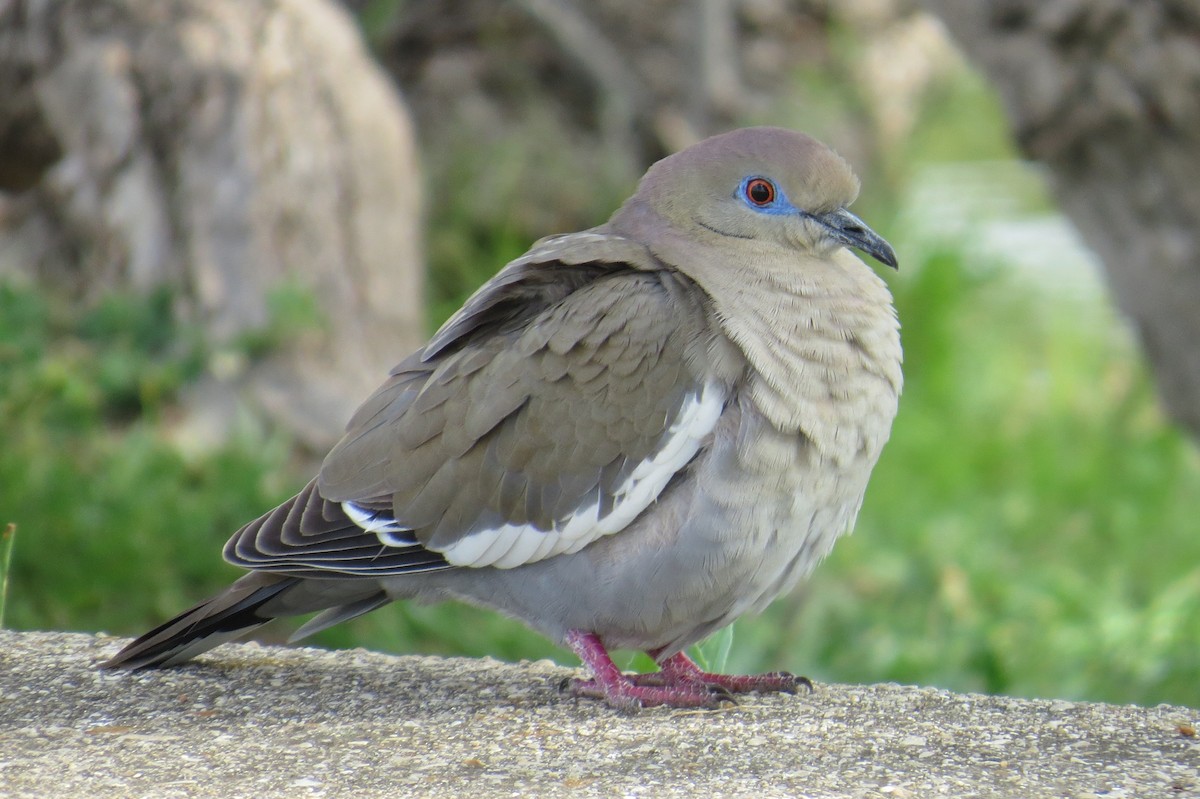 White-winged Dove - Lindsey Duval