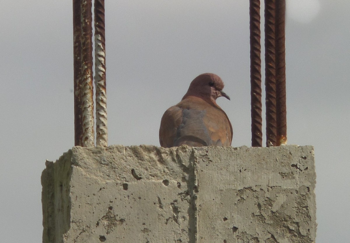 Laughing Dove - ML106118621