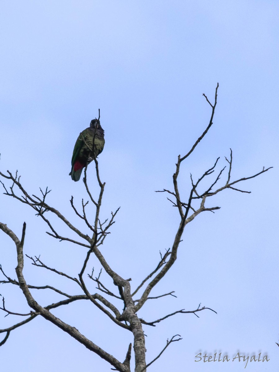 Scaly-headed Parrot - ML106125631