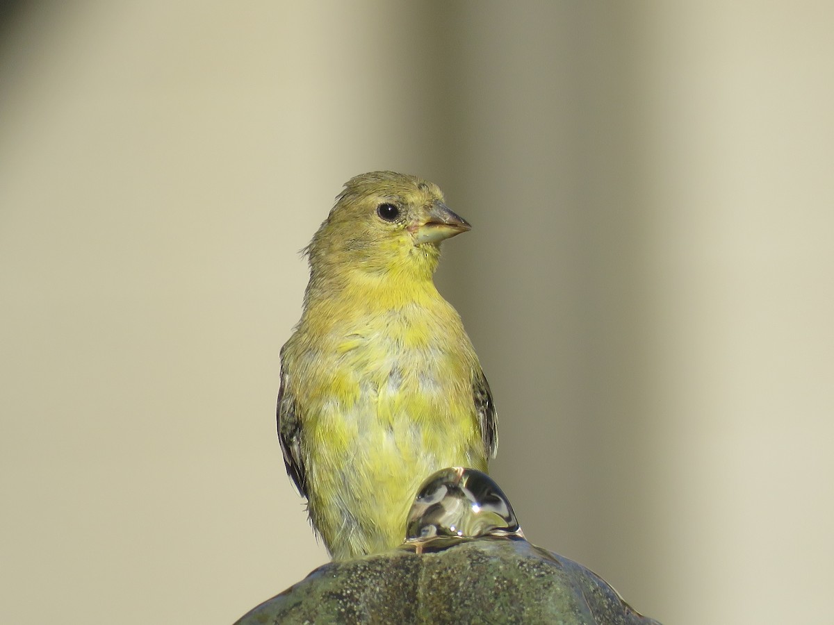 Lesser Goldfinch - Don Witter