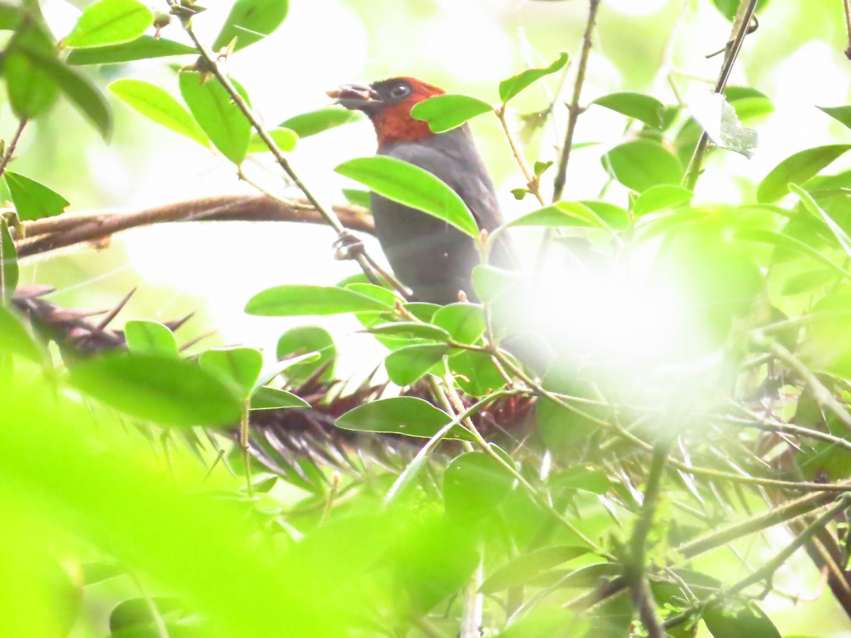Chestnut-headed Tanager - Cleberton Bianchini